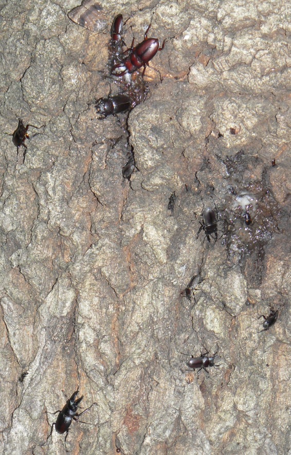 団地前のクヌギ_正面ｰ目線_ノコギリクワガタ3♂2♀、コクワガタ2♂2♀、ヒラタクワガタ1♂ 2021年6月22日 19時55分頃 気温24度